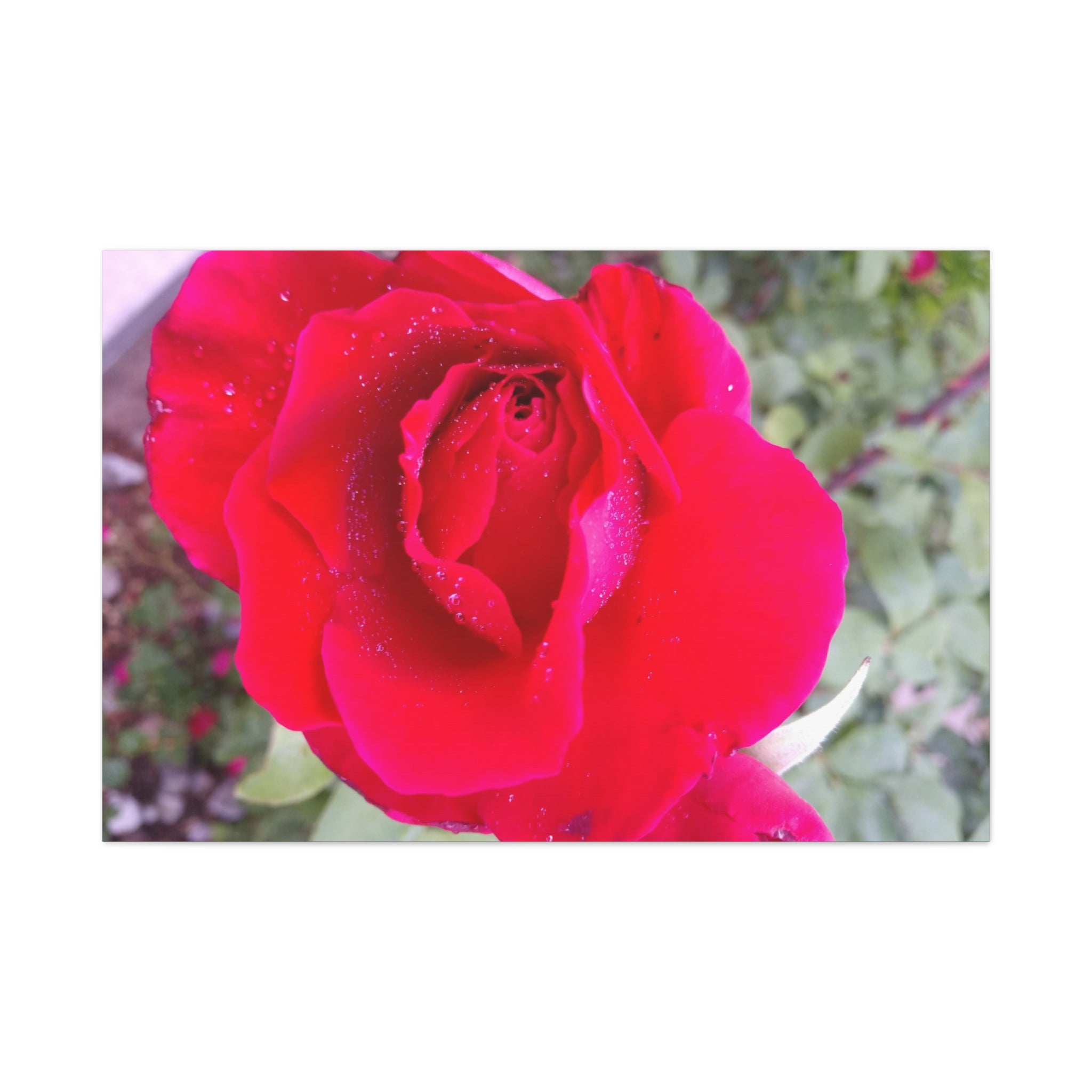 Vibrant Floral Canvas Art, Elegant Wall Decor, Perfect for Home, Gifts, Mother's Day, and Weddings