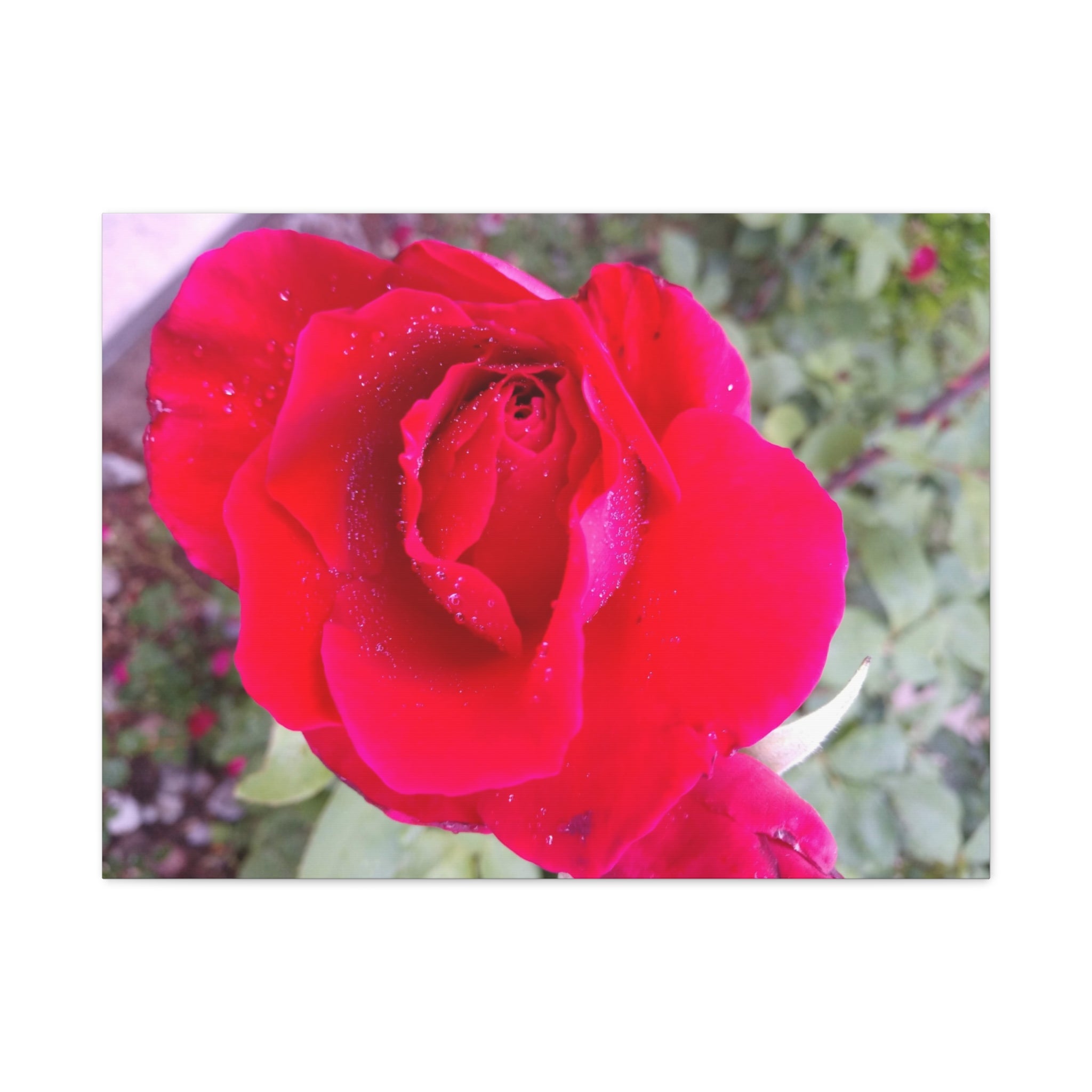 Vibrant Floral Canvas Art, Elegant Wall Decor, Perfect for Home, Gifts, Mother's Day, and Weddings