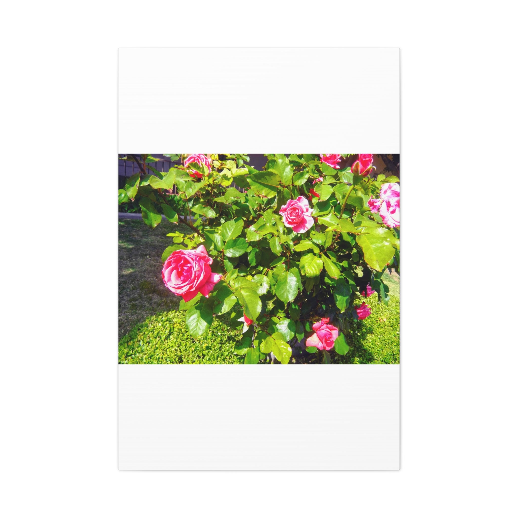 Floral Canvas Wall Art, Pink Rose Decor, Home Gallery Piece, Flower Photography, Garden Wall Decor, Floral Print