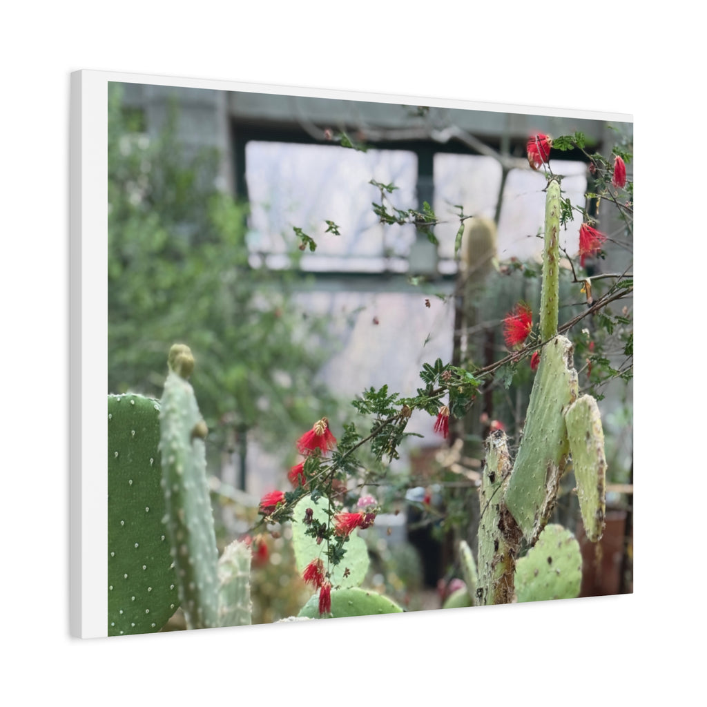 Cactus Wall Art Print, Nature Home Decor, Bohemian Style Artwork, Botanical Gift, Succulent Canvas