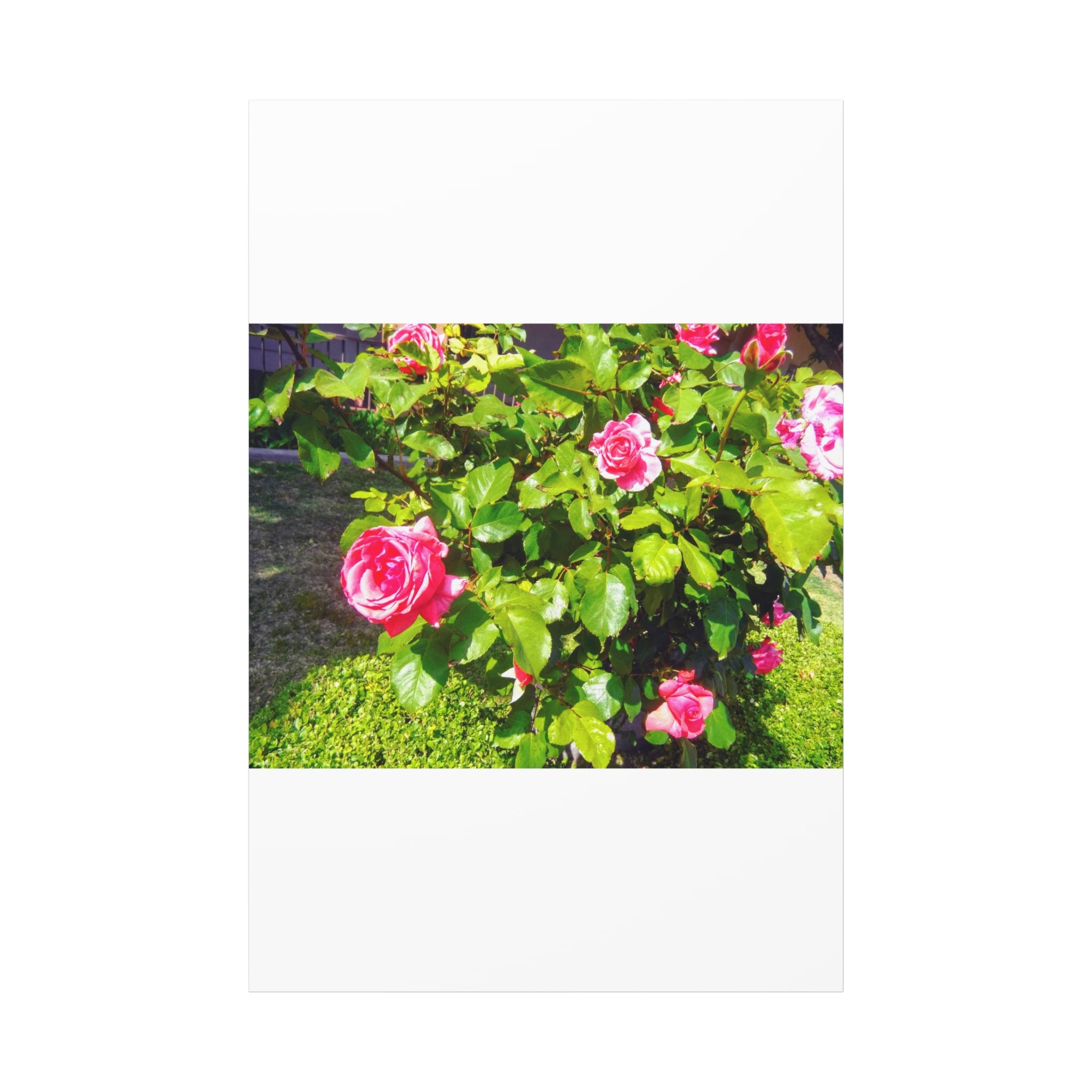 Floral Canvas Wall Art, Pink Rose Decor, Home Gallery Piece, Flower Photography, Garden Wall Decor, Floral Print