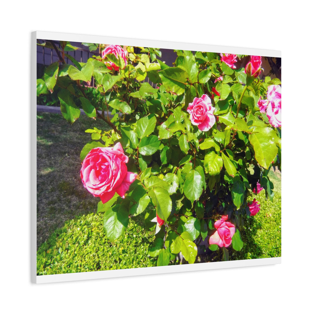 Floral Canvas Wall Art, Pink Rose Decor, Home Gallery Piece, Flower Photography, Garden Wall Decor, Floral Print