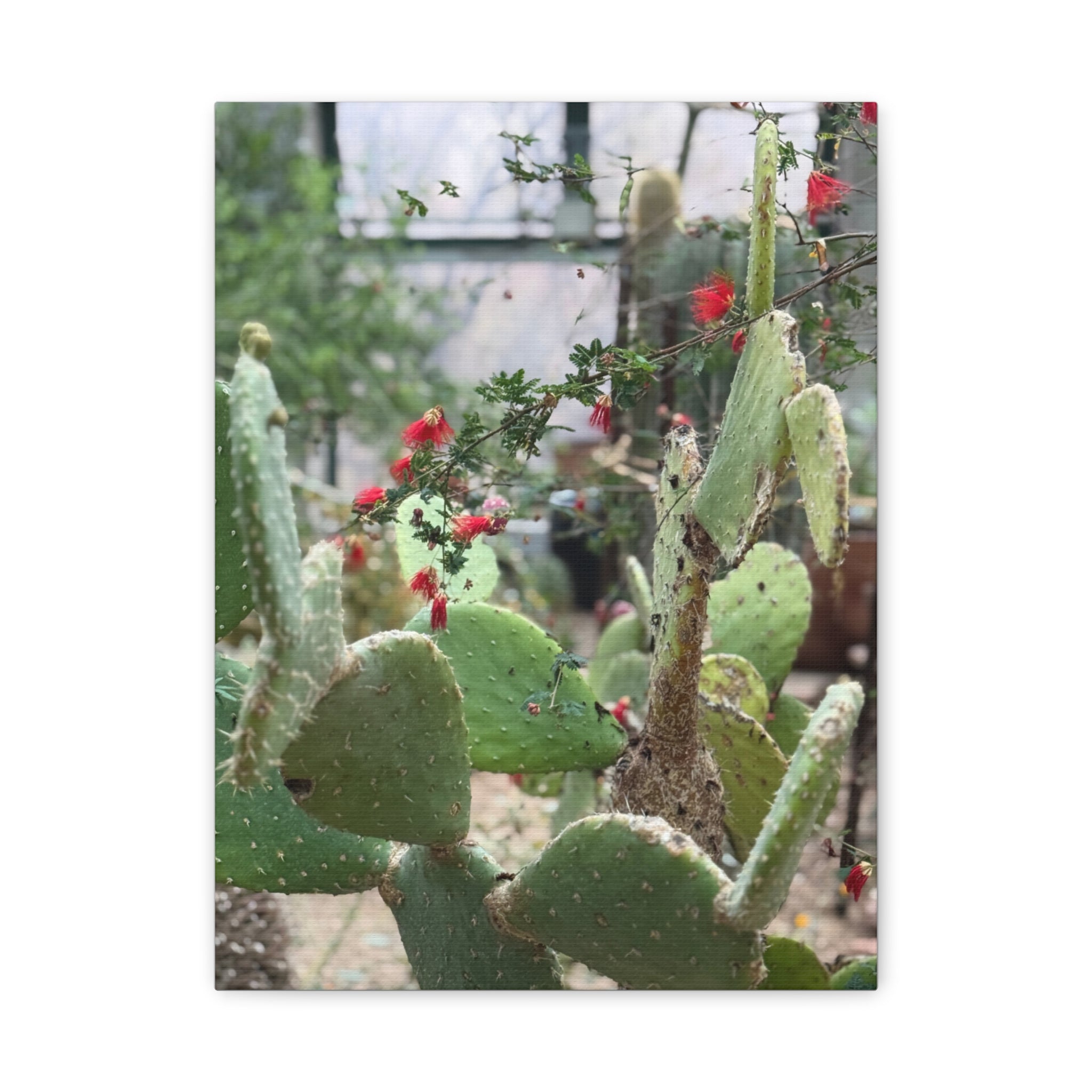 Cactus Artwork Print, Botanical Wall Decor, Succulent Canvas, Nature Lover Gift, Home Decoration