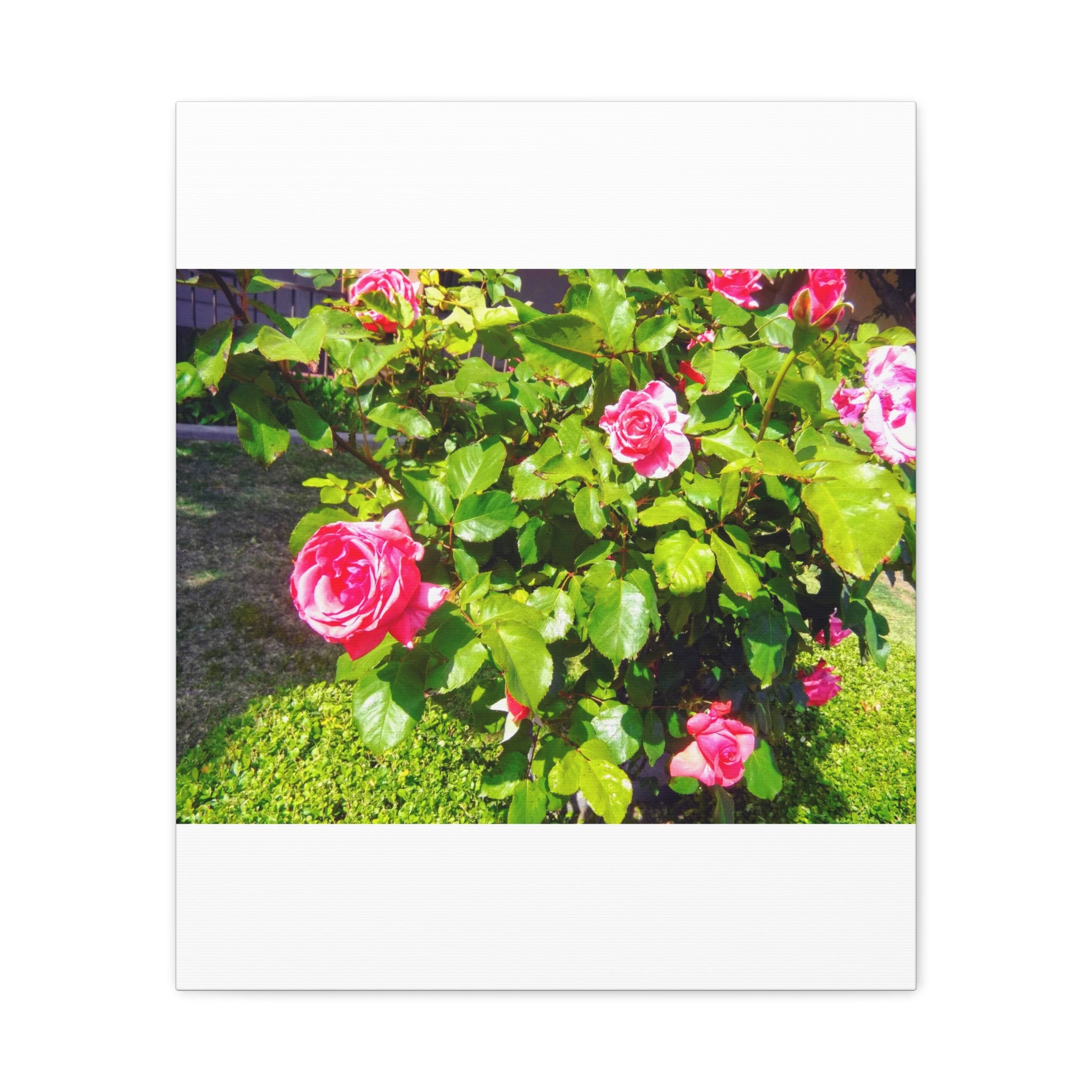 Floral Canvas Wall Art, Pink Rose Decor, Home Gallery Piece, Flower Photography, Garden Wall Decor, Floral Print
