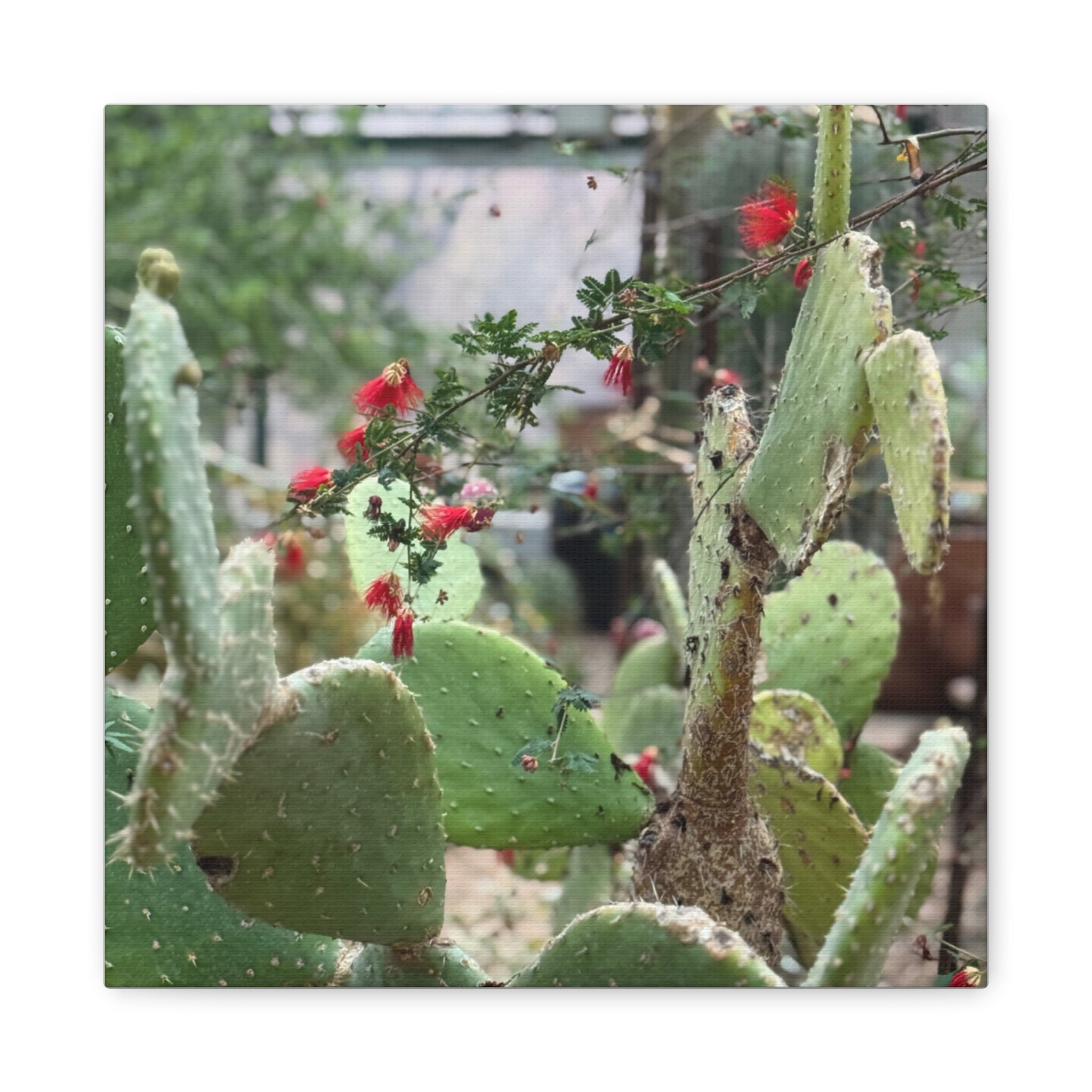 Cactus Artwork Print, Botanical Wall Decor, Succulent Canvas, Nature Lover Gift, Home Decoration