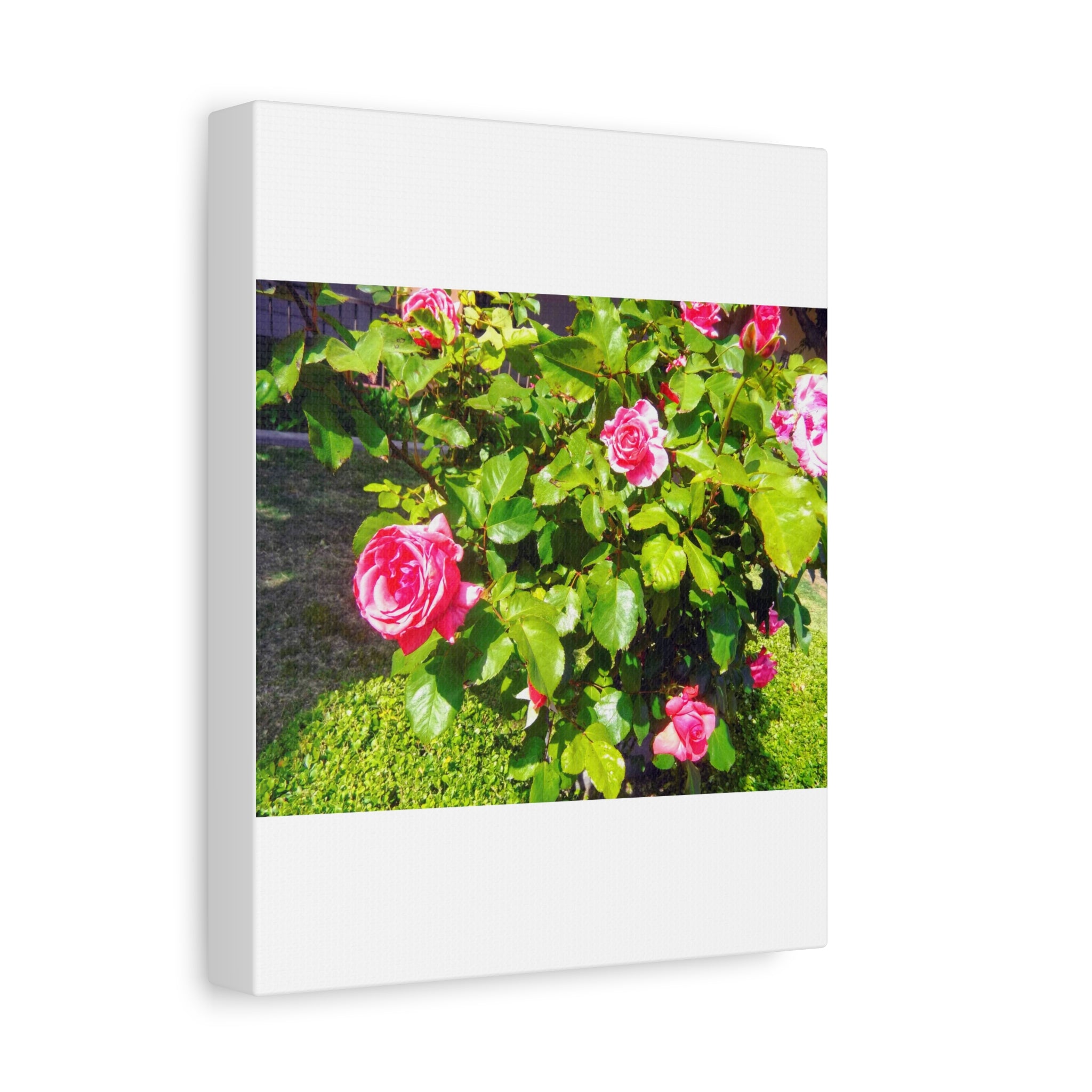 Floral Canvas Wall Art, Pink Rose Decor, Home Gallery Piece, Flower Photography, Garden Wall Decor, Floral Print