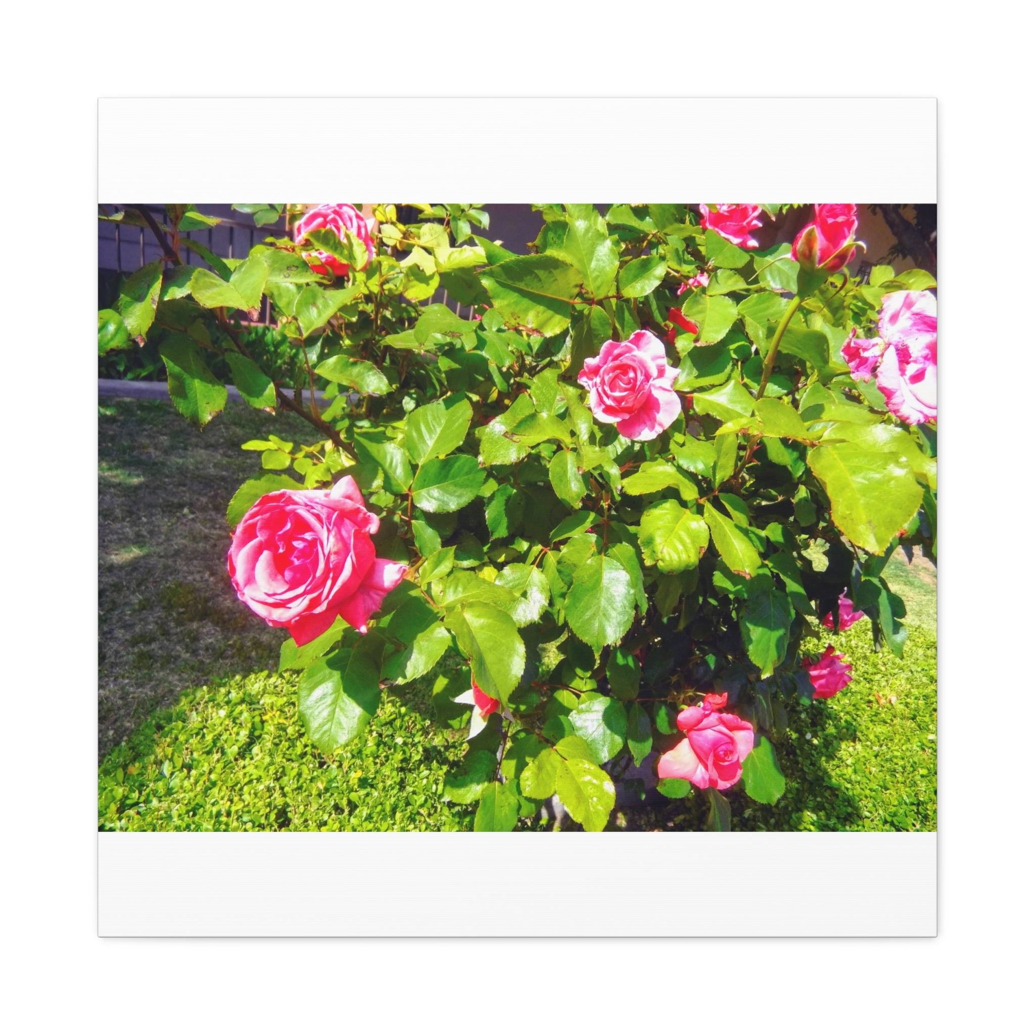 Floral Canvas Wall Art, Pink Rose Decor, Home Gallery Piece, Flower Photography, Garden Wall Decor, Floral Print