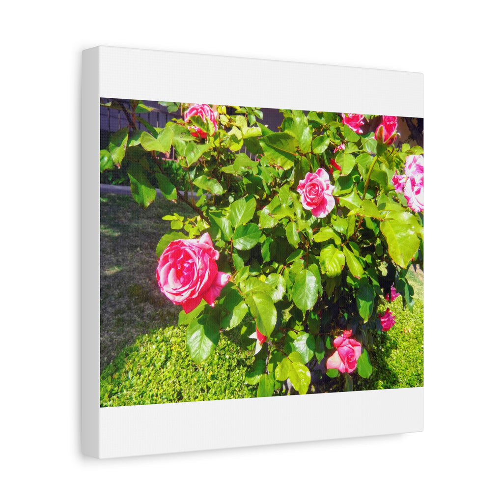 Floral Canvas Wall Art, Pink Rose Decor, Home Gallery Piece, Flower Photography, Garden Wall Decor, Floral Print