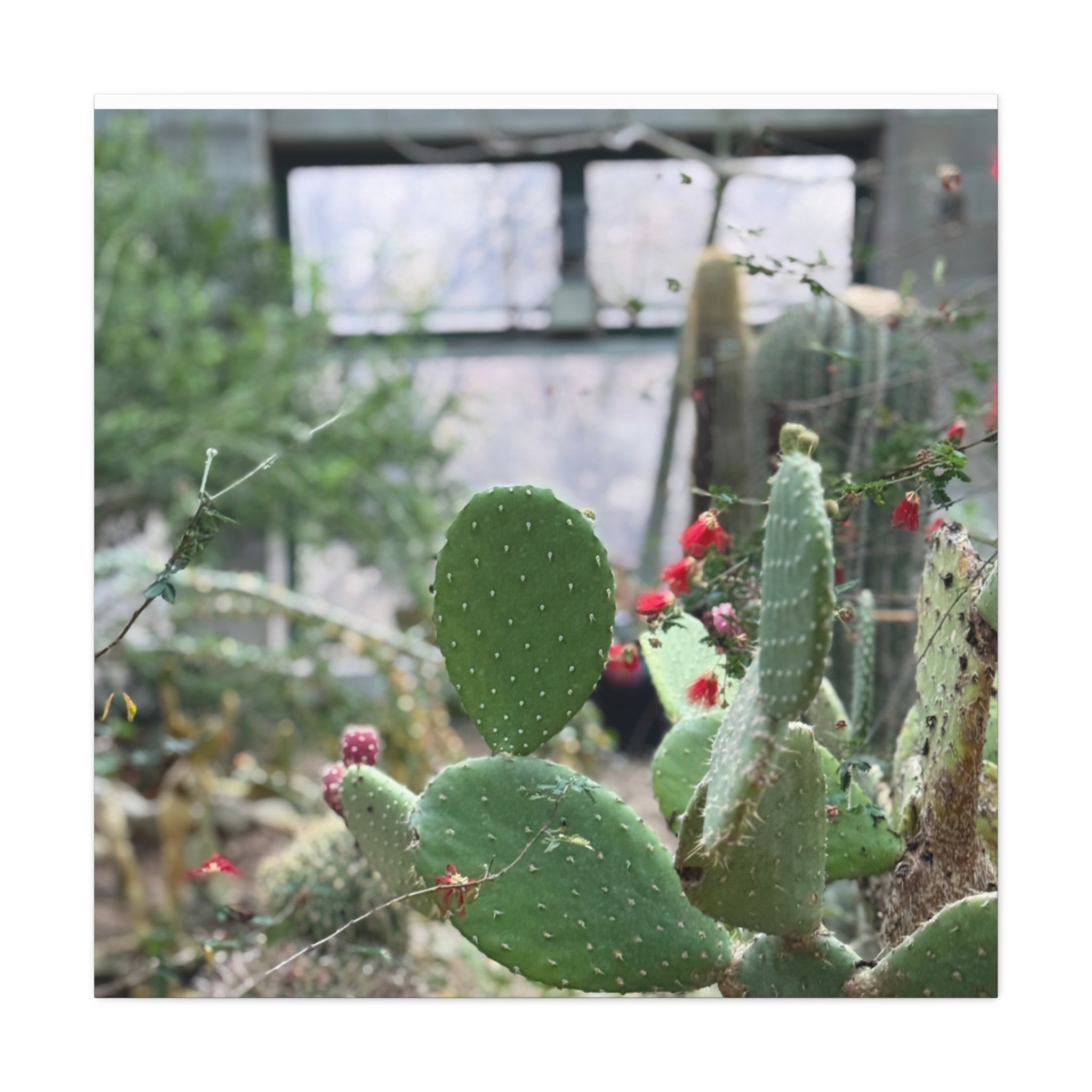 Cactus Matte Canvas Wall Art, Nature Decor, Southwestern Room Design, Green Plant Prints, Home and Office Wall Decor