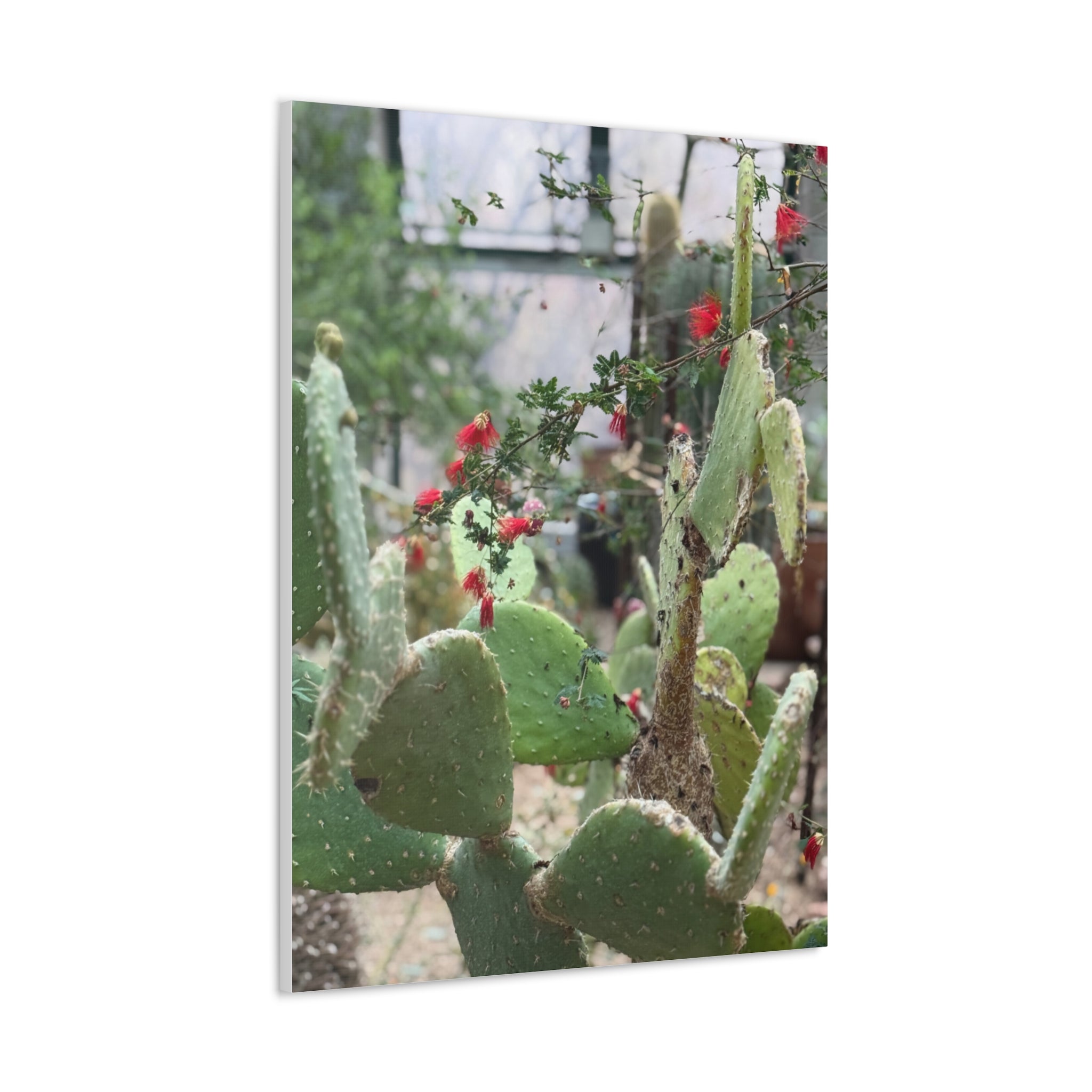Cactus Artwork Print, Botanical Wall Decor, Succulent Canvas, Nature Lover Gift, Home Decoration
