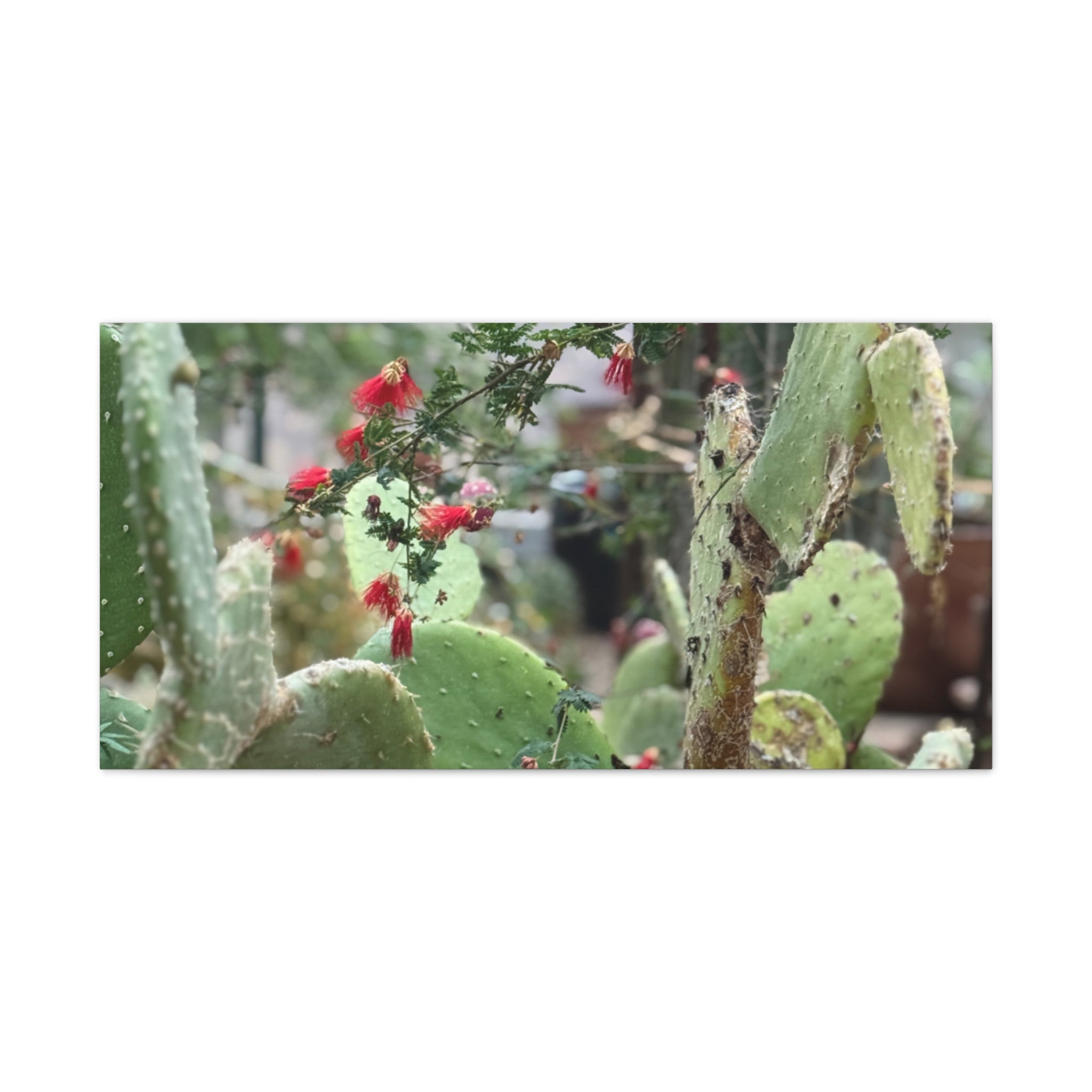 Cactus Artwork Print, Botanical Wall Decor, Succulent Canvas, Nature Lover Gift, Home Decoration