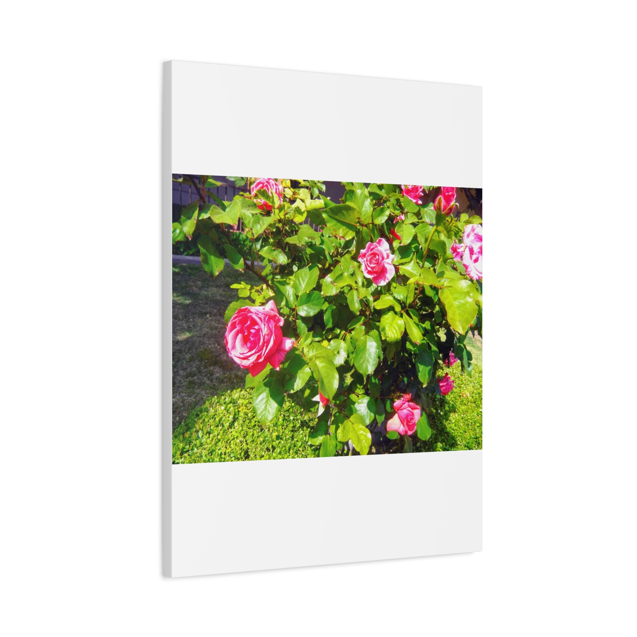 Floral Canvas Wall Art, Pink Rose Decor, Home Gallery Piece, Flower Photography, Garden Wall Decor, Floral Print