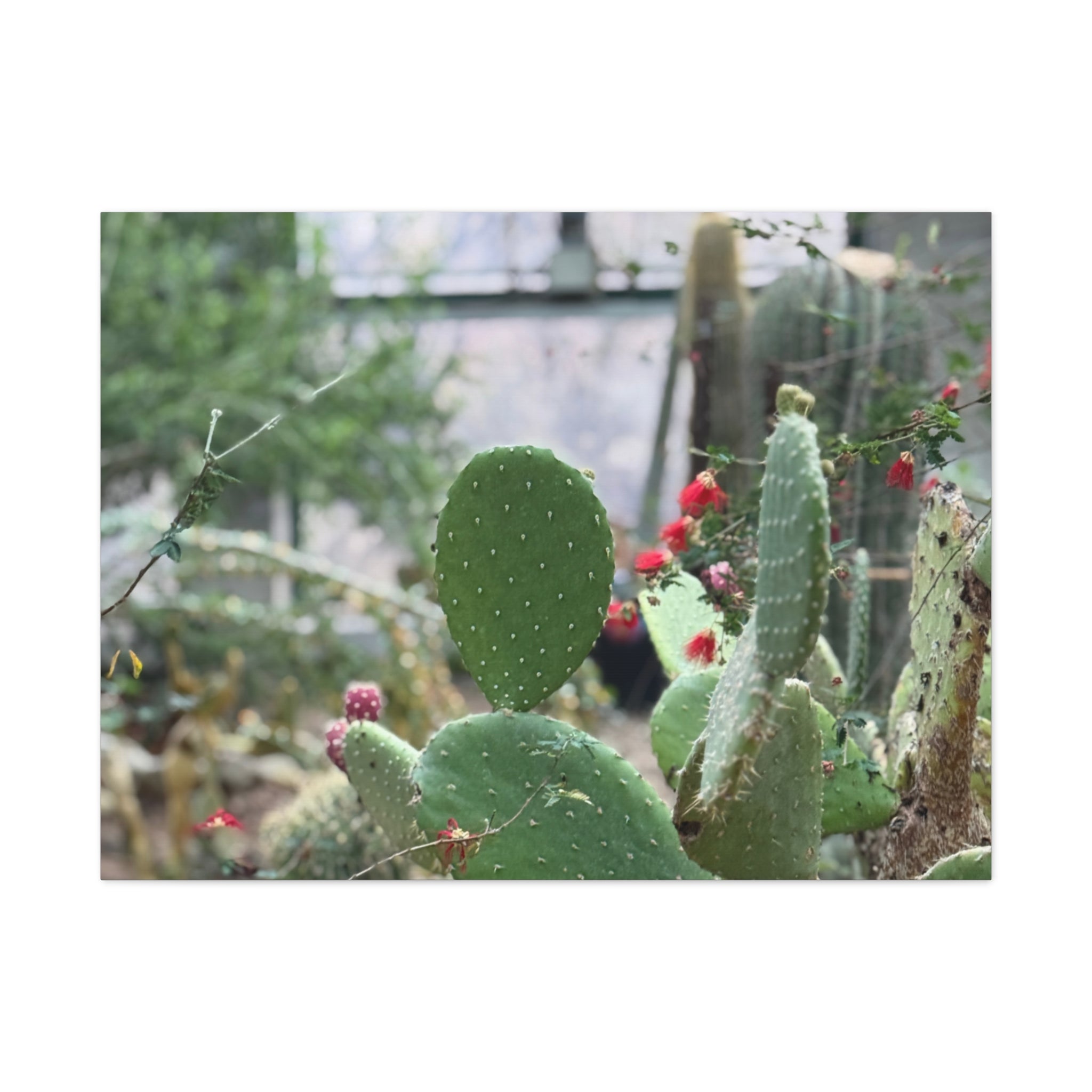 Cactus Matte Canvas Wall Art, Nature Decor, Southwestern Room Design, Green Plant Prints, Home and Office Wall Decor