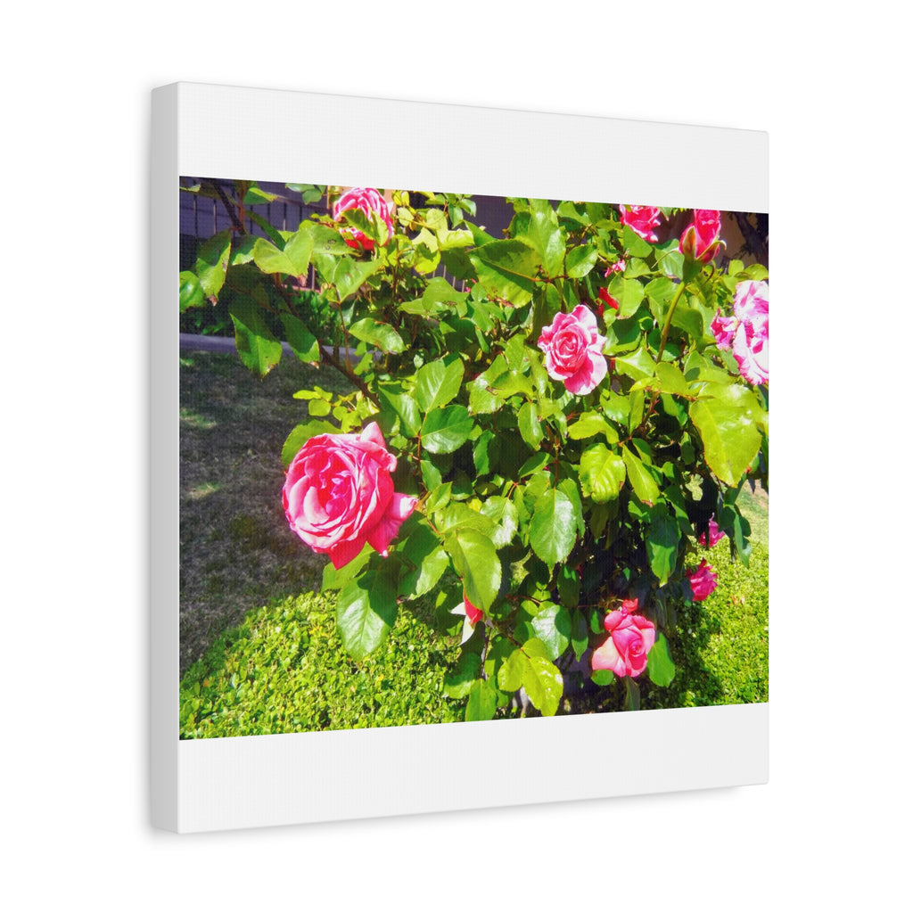 Floral Canvas Wall Art, Pink Rose Decor, Home Gallery Piece, Flower Photography, Garden Wall Decor, Floral Print