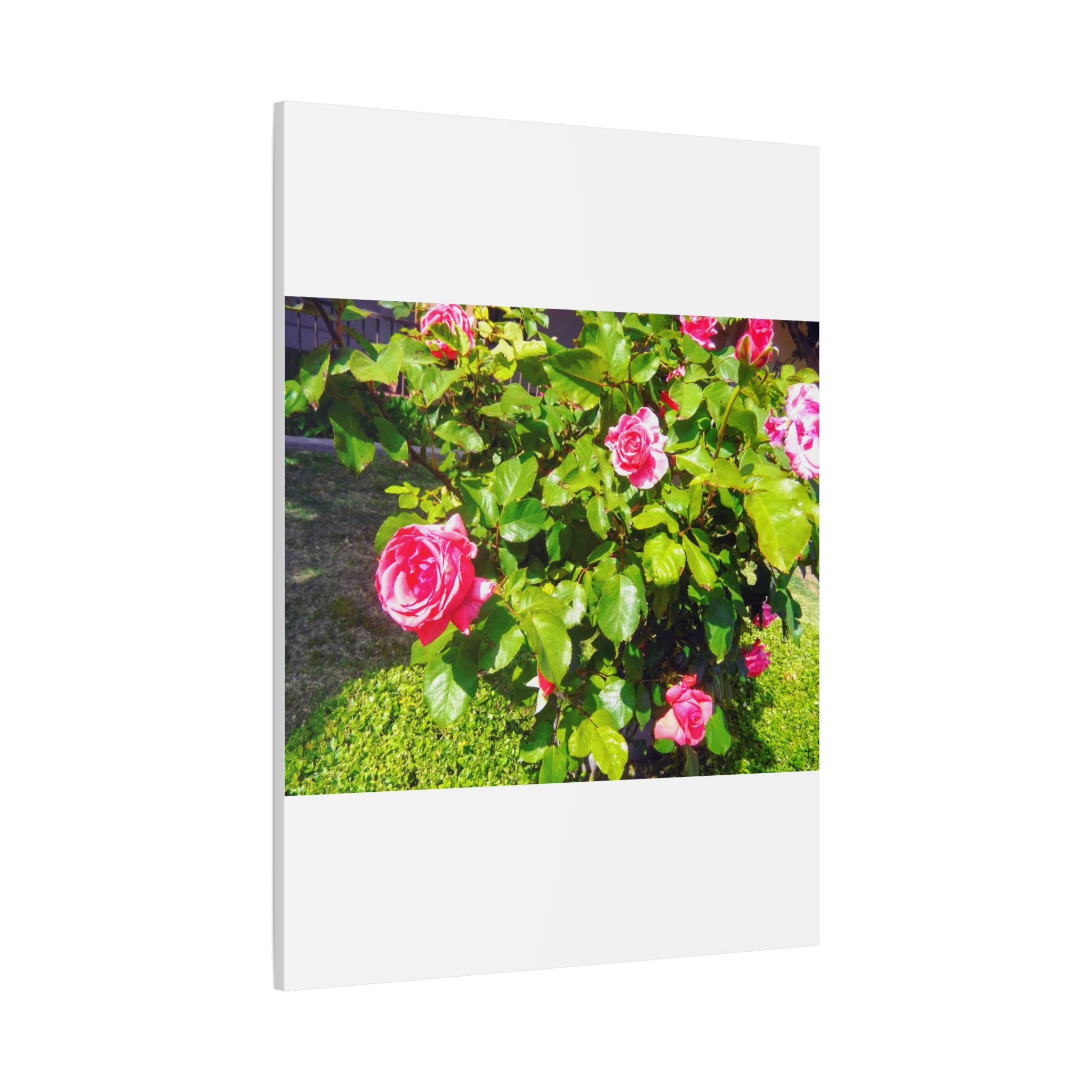 Floral Canvas Wall Art, Pink Rose Decor, Home Gallery Piece, Flower Photography, Garden Wall Decor, Floral Print