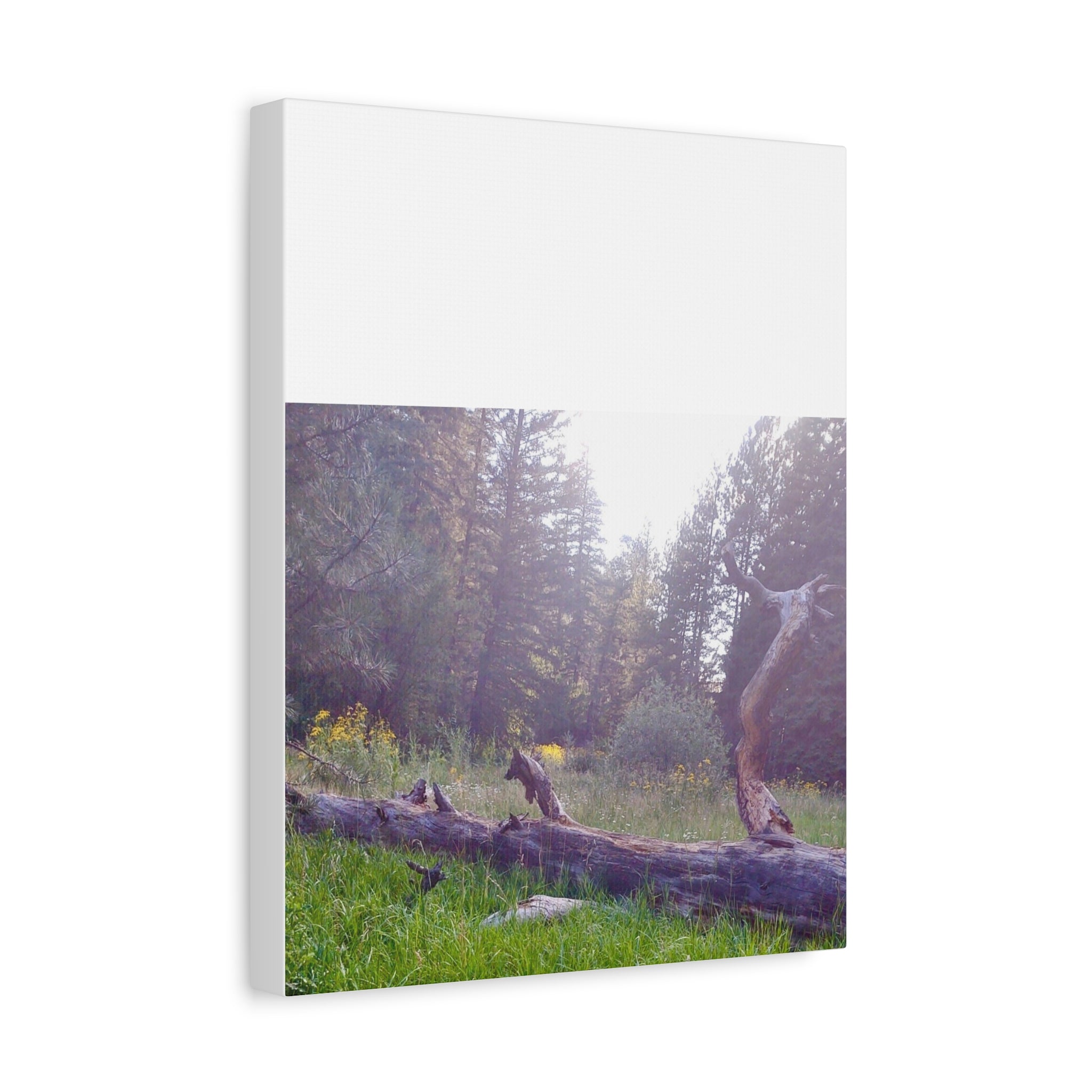 Matte Canvas Wall Art - Serene Nature Scene, Perfect for Home Decor, Gift for Nature Lovers, Office Wall Decoration, Rustic Art Print