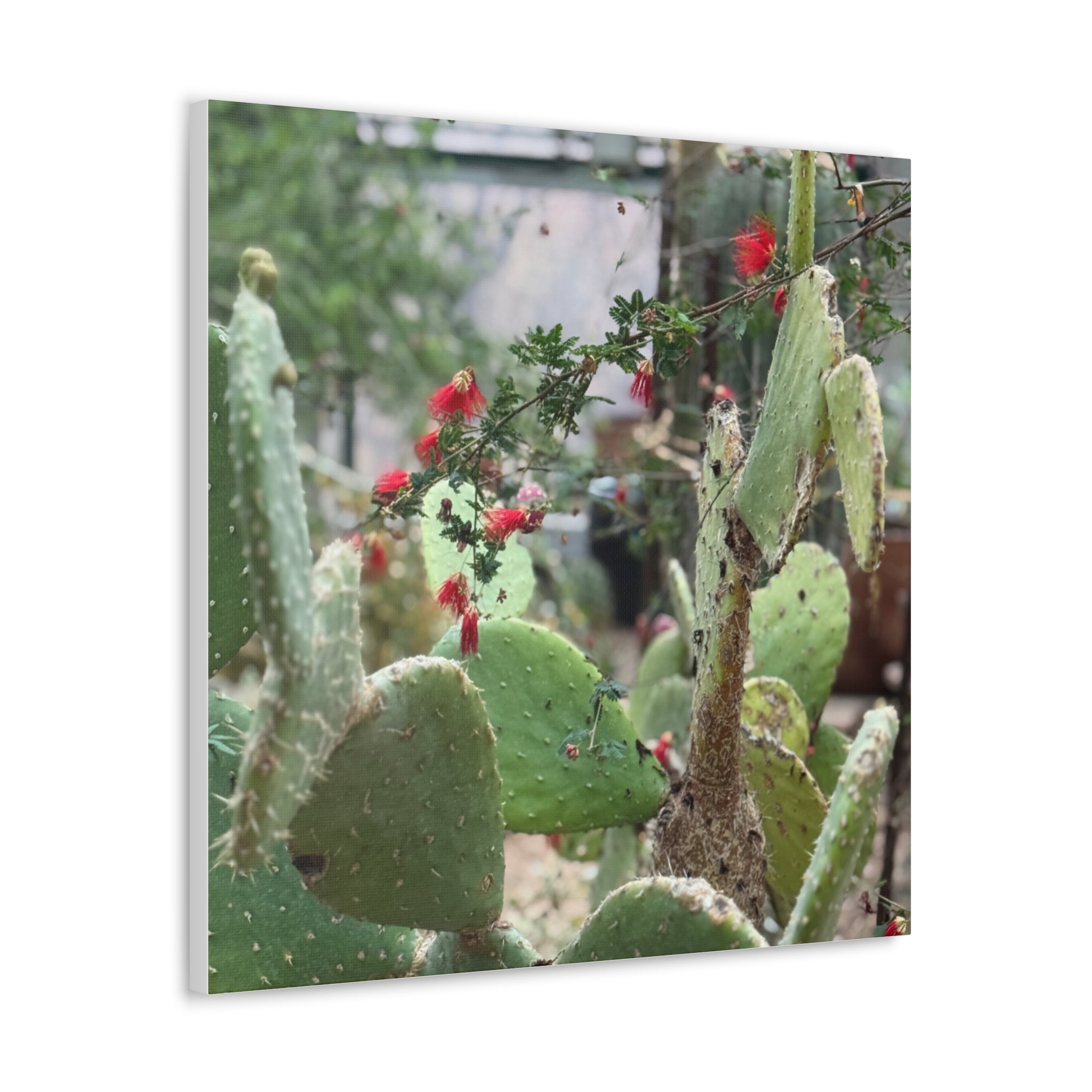 Cactus Artwork Print, Botanical Wall Decor, Succulent Canvas, Nature Lover Gift, Home Decoration