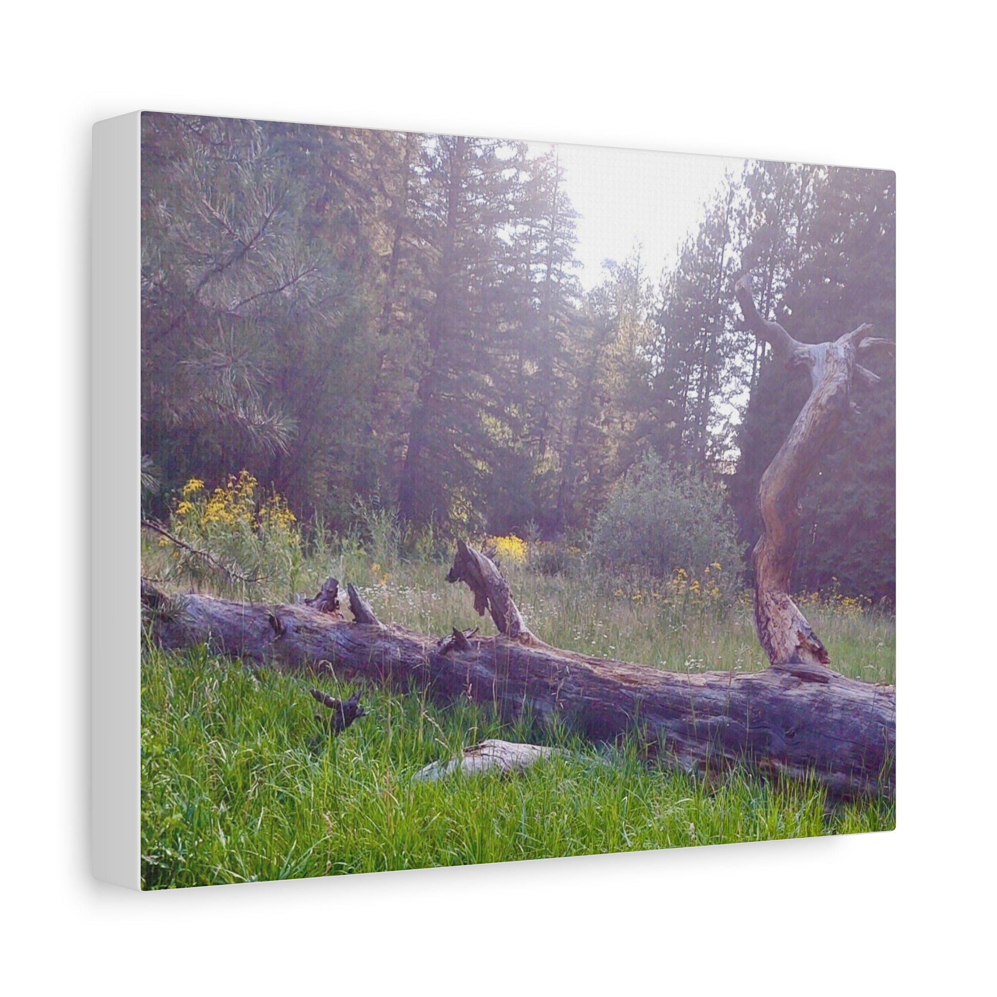 Matte Canvas Wall Art - Serene Nature Scene, Perfect for Home Decor, Gift for Nature Lovers, Office Wall Decoration, Rustic Art Print