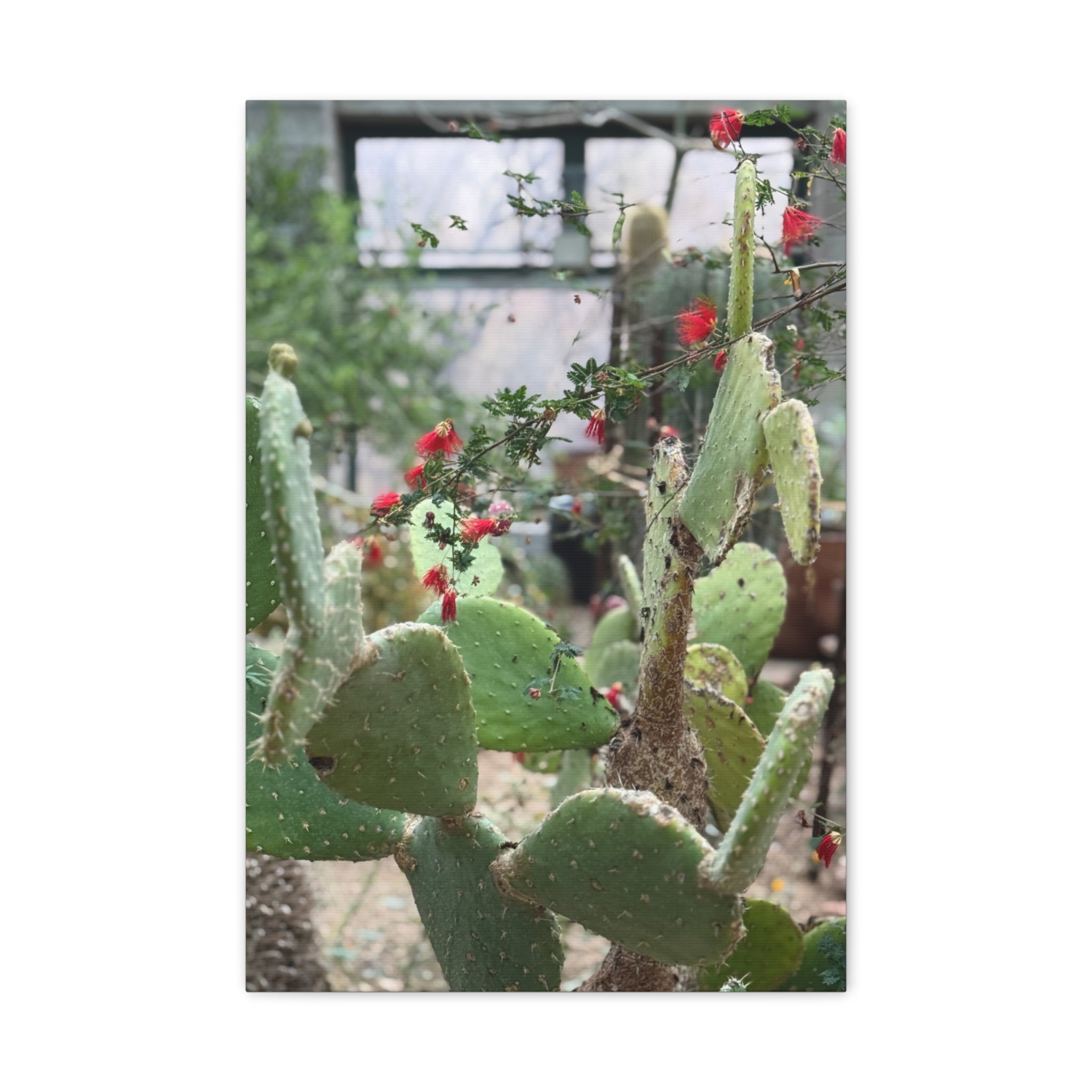 Cactus Artwork Print, Botanical Wall Decor, Succulent Canvas, Nature Lover Gift, Home Decoration