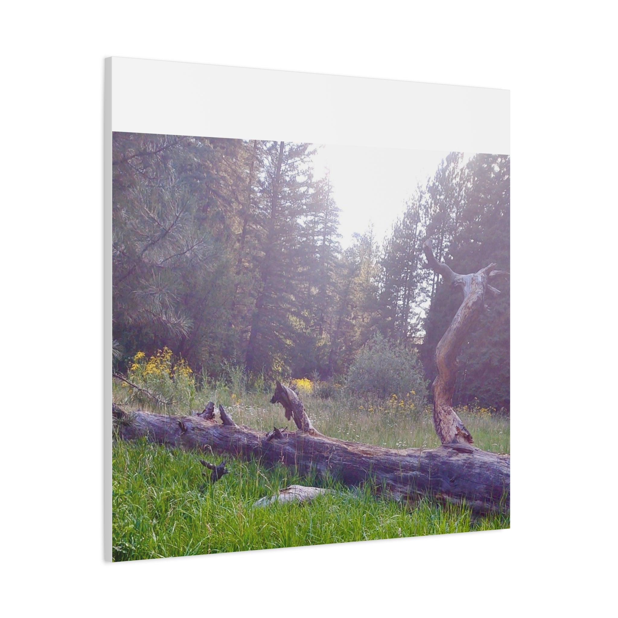Matte Canvas Wall Art - Serene Nature Scene, Perfect for Home Decor, Gift for Nature Lovers, Office Wall Decoration, Rustic Art Print