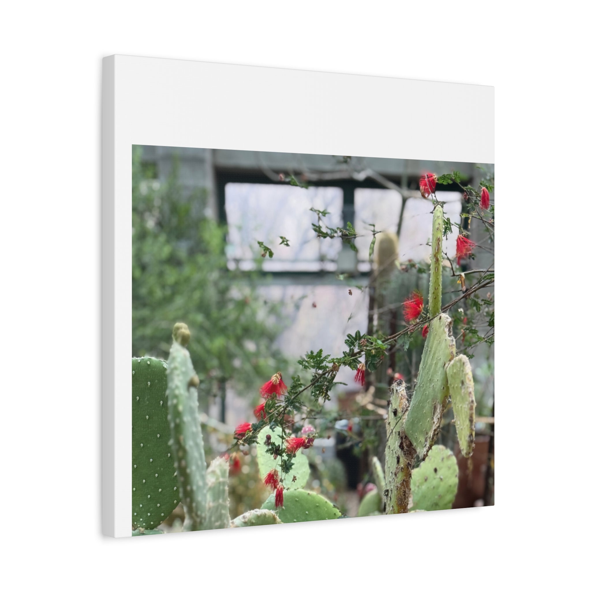Cactus Wall Art Print, Nature Home Decor, Bohemian Style Artwork, Botanical Gift, Succulent Canvas