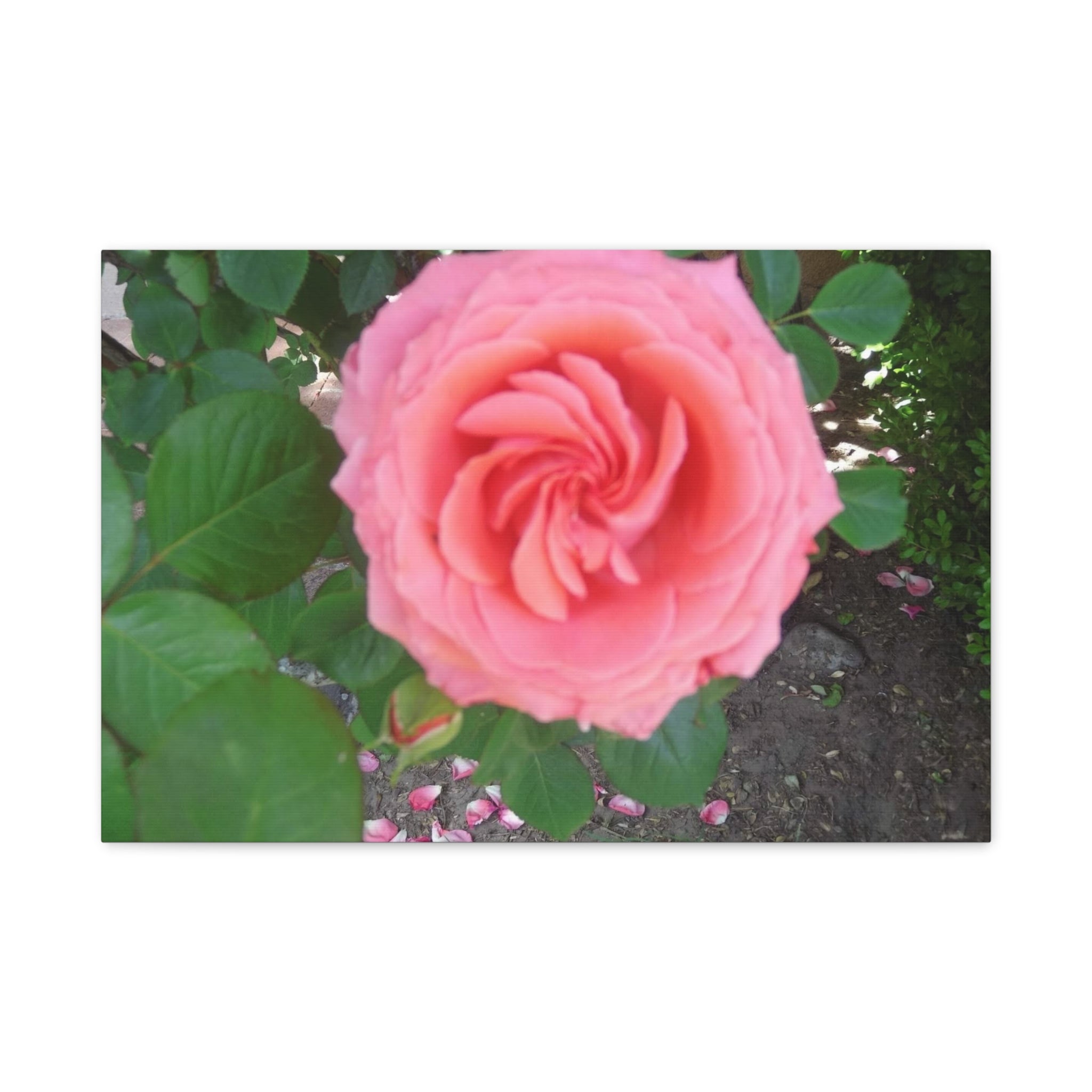 Pink Rose Canvas Wall Art, Floral Decor for Home, Perfect Gift for Nature Lovers, Elegant Wall Hanging, Mother's Day Decoration