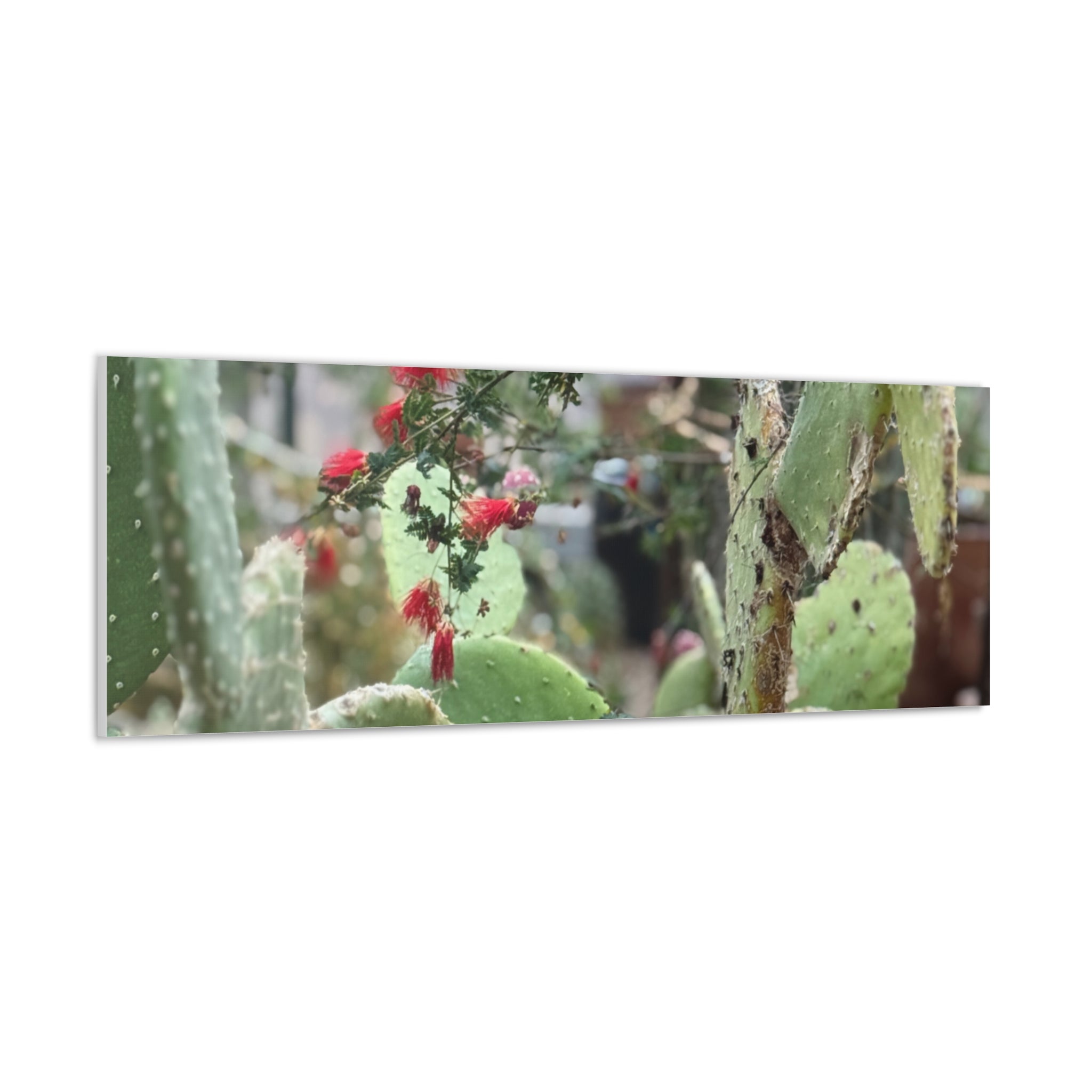 Cactus Artwork Print, Botanical Wall Decor, Succulent Canvas, Nature Lover Gift, Home Decoration